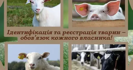 Фото із сайту Красноградської міської ради Обов’язковість ідентифікації та реєстрації сільськогосподарських тварин на порталі Gromada Group
